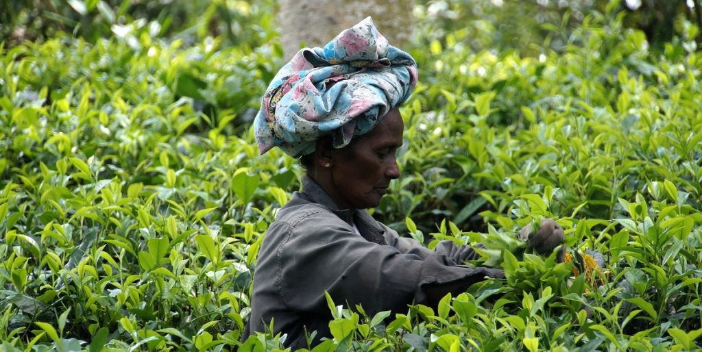 Sri Lanka. Recolectora de te cingalesa en la plantación en Sri Lanka