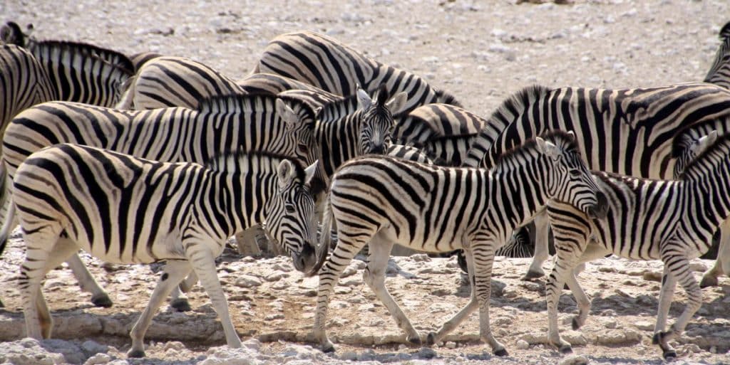 África. Manada de zebras en Namibia