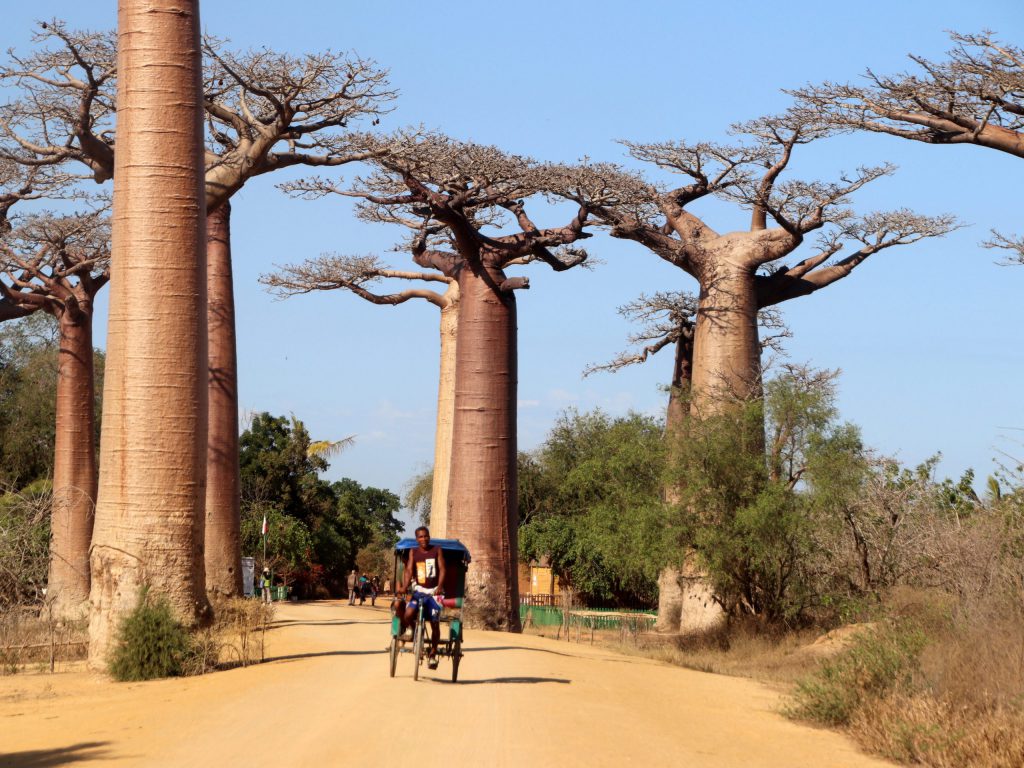 Baobab, también conocido como el árbol que crece al revés Madagascar-Avenida-de-los-Baobabs-IMG_0193-Aenida-de-los-Baobab-sld-scaled-NewsMadretierra-sld-1024x768